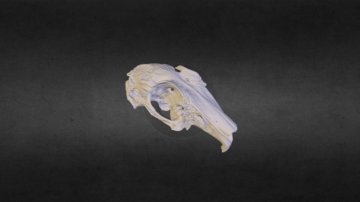 Skull of a European rabbit 3D Model