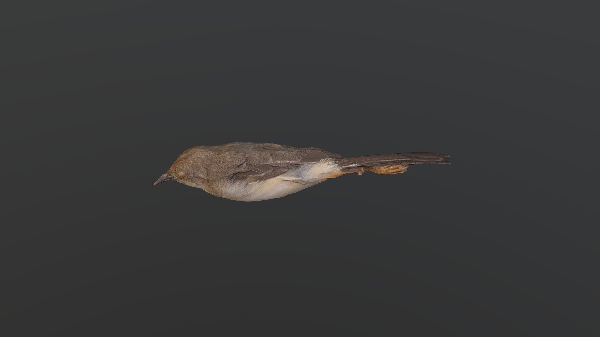 Cricket Longtail - Spiloptila clamans