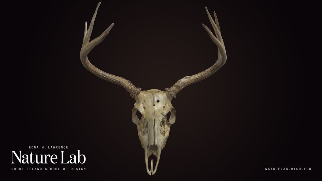 White-Tailed Deer Skull With Antlers