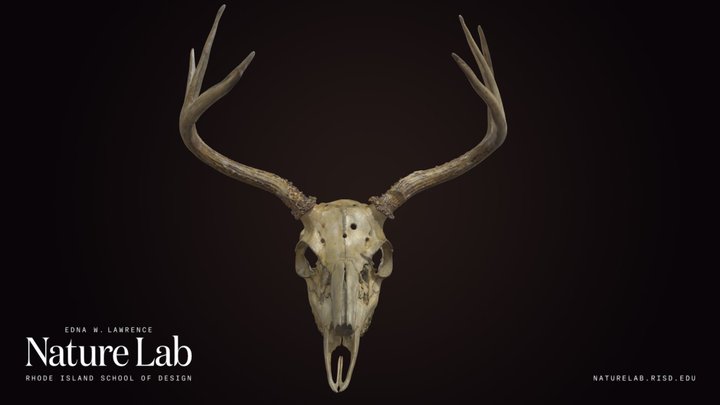 White-Tailed Deer Skull With Antlers 3D Model