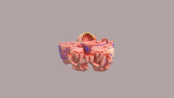 nucleo 3D Model