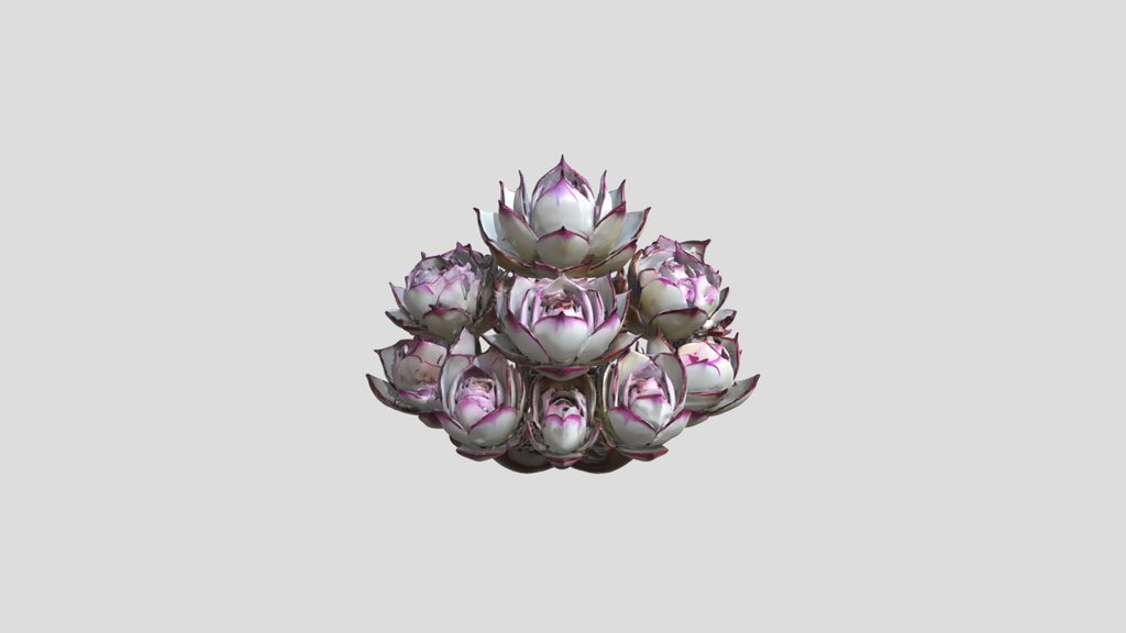 Succulent plant with pink edges
