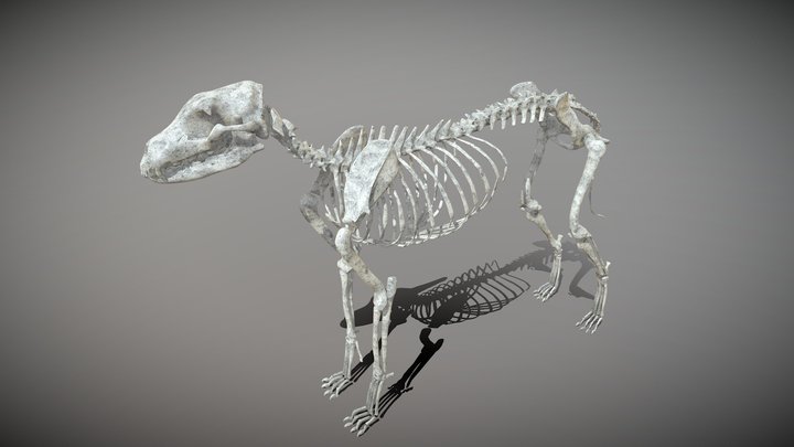 Dog Bone Structures 3D Model
