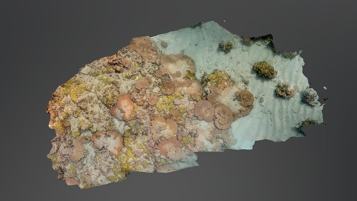 French Frigate Shoals: Site 30 Transect 1 3D Model