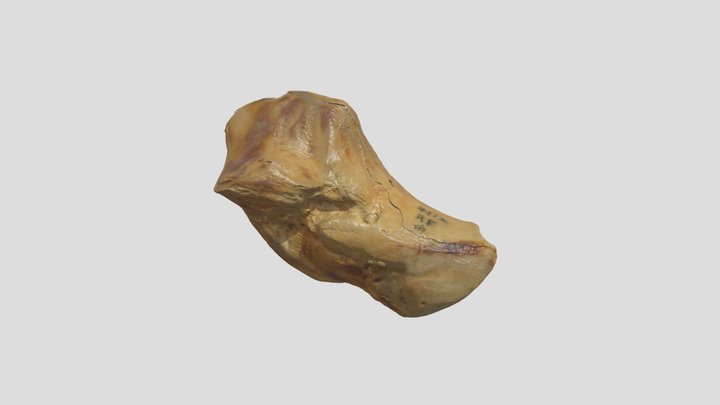 Stellar Sea Lion - Scapholunar (R) 3D Model