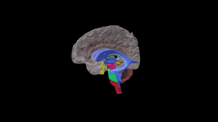 Komory mózgu 3D Model