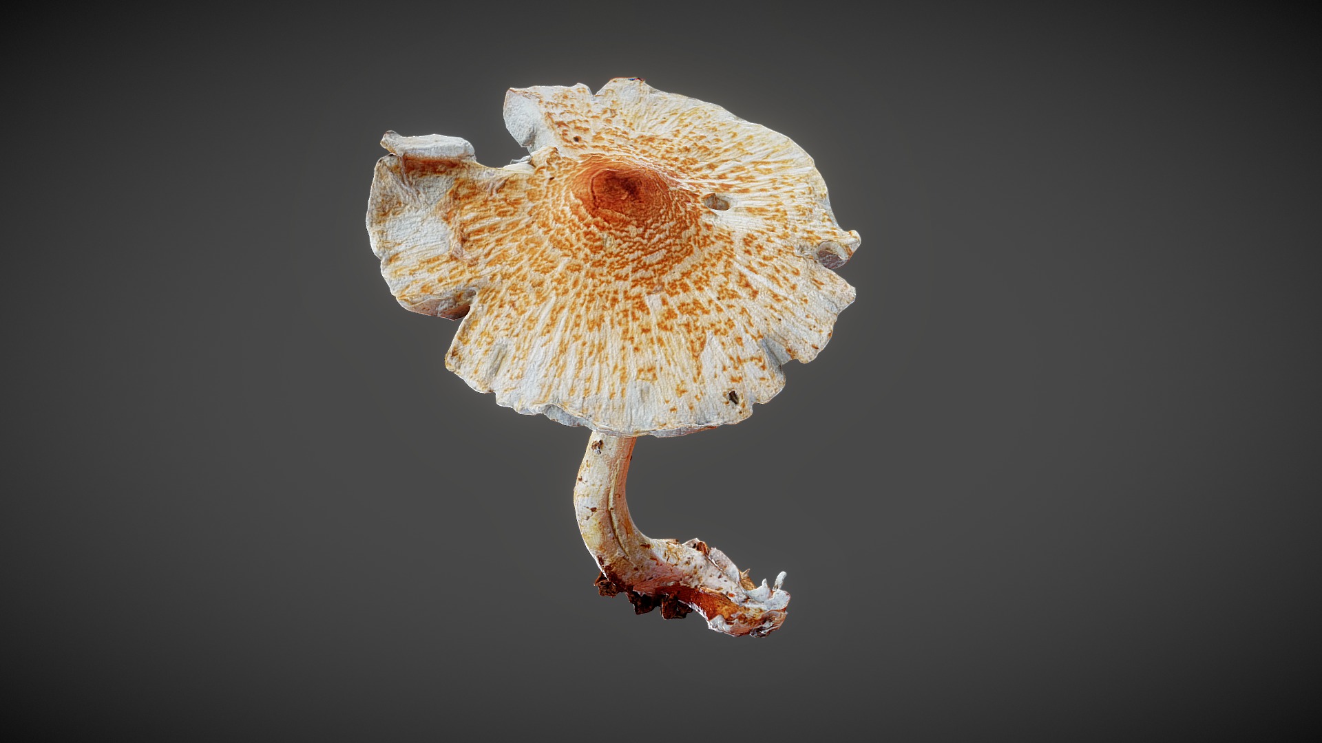 3D model Mushroom 04 - This is a 3D model of the Mushroom 04. The 3D model is about a close-up of a mushroom.