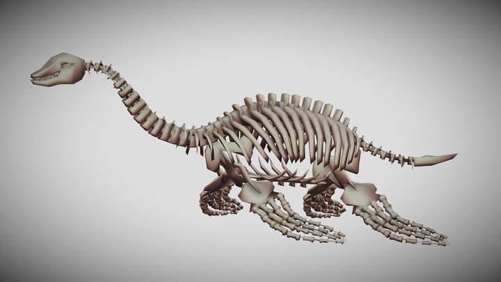 Cryptoclidus eurymerus Skeleton – Kostenloses 3D-Modell STL