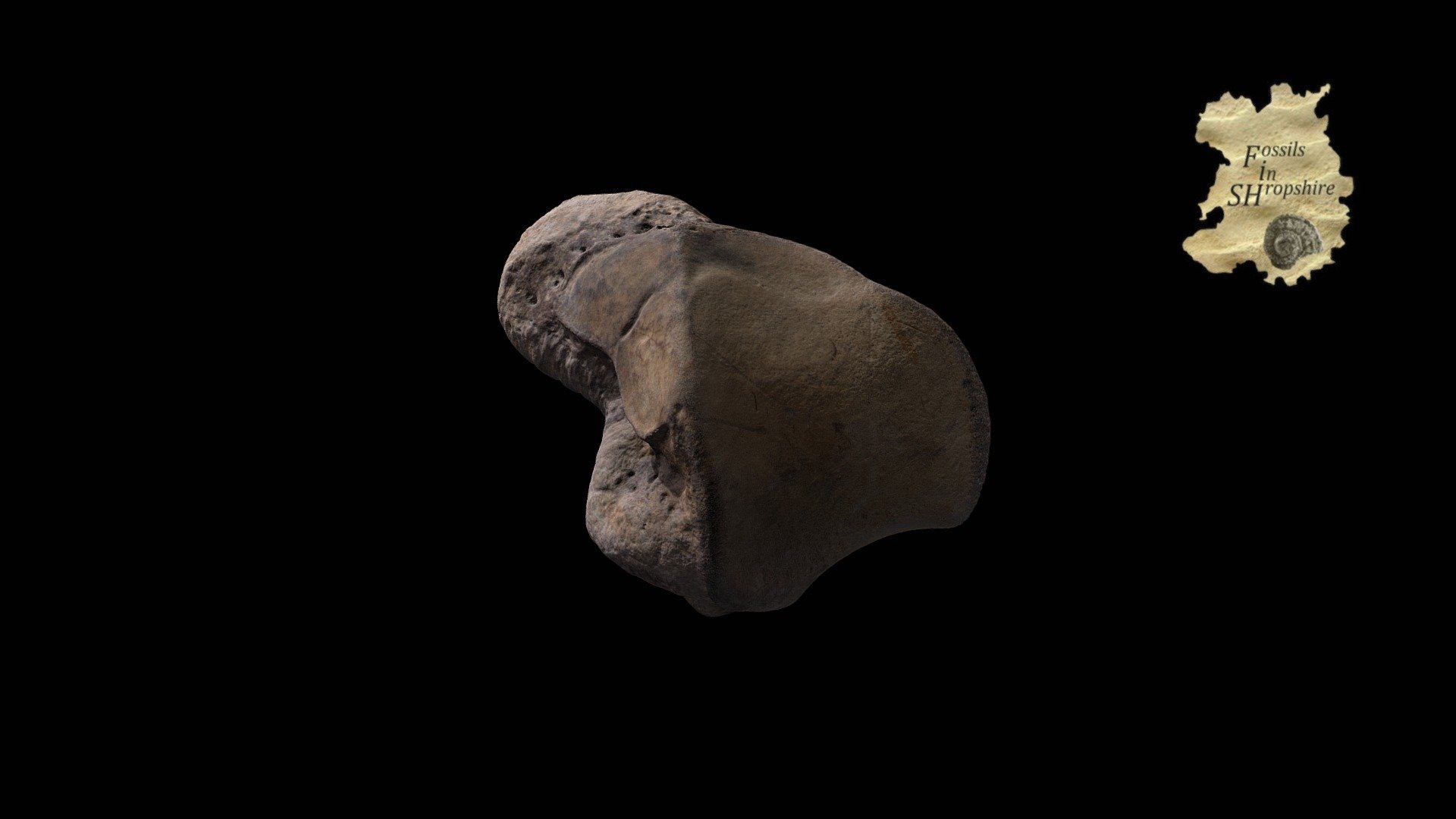 Mammoth left cuneiform