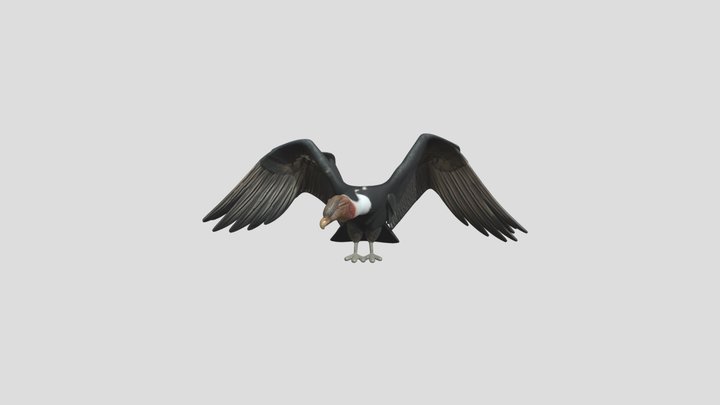 Cóndor Andino 3D Model