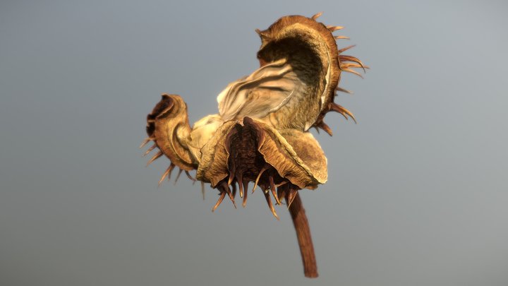 Shank of chestnut with peel – Gratis 3D-model STL