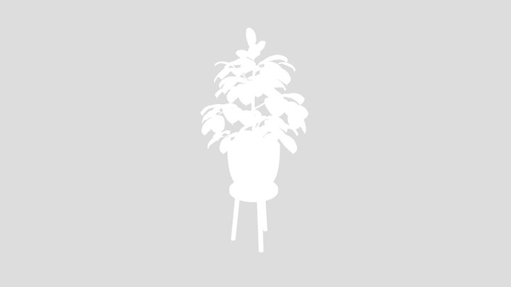 Indoor Plant Rubber Ficus Elastica