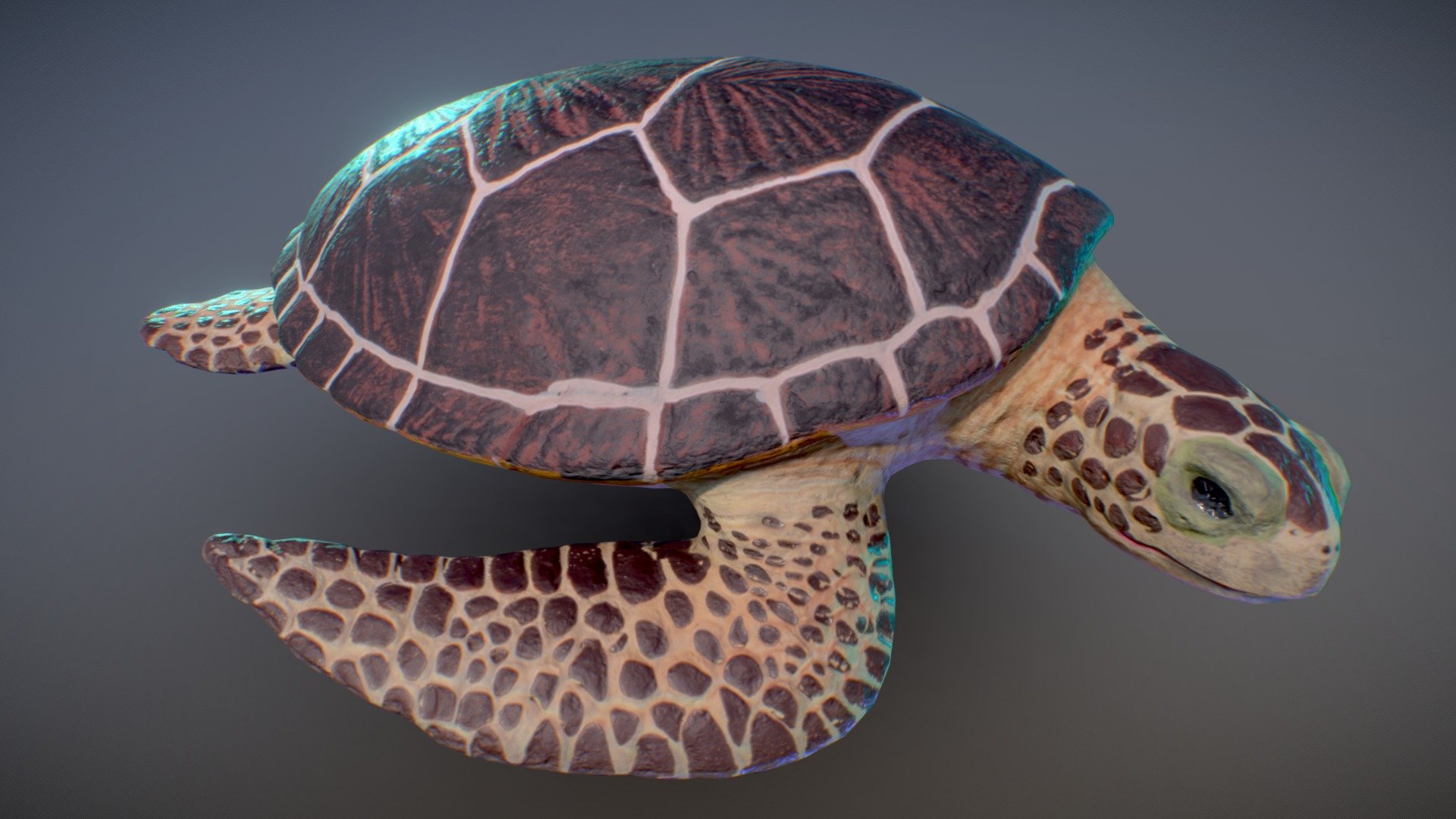 Sea Turtle toy - Buy Royalty Free 3D model by omegadarling [29d3fca ...