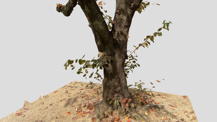 A tree in a park 3D Model