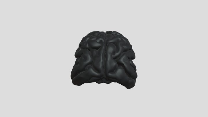 Bear Brain 3D Model
