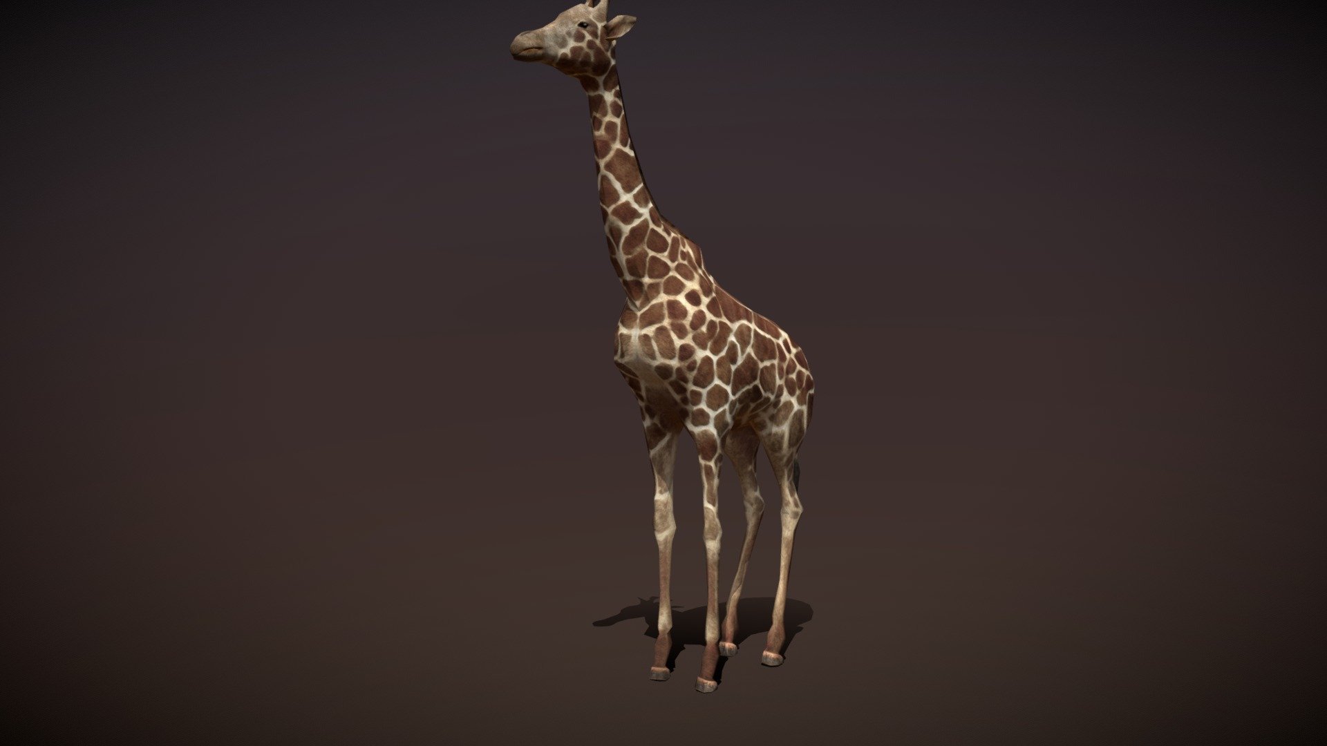 Safari animals - Giraffe - Buy Royalty Free 3D model by   (@) [29de78c]
