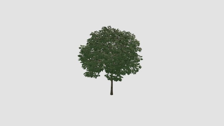 Sorbus Plant 3D Model