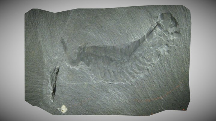 Opabinia regalis Fossil – Kostenloses 3D-Modell STL