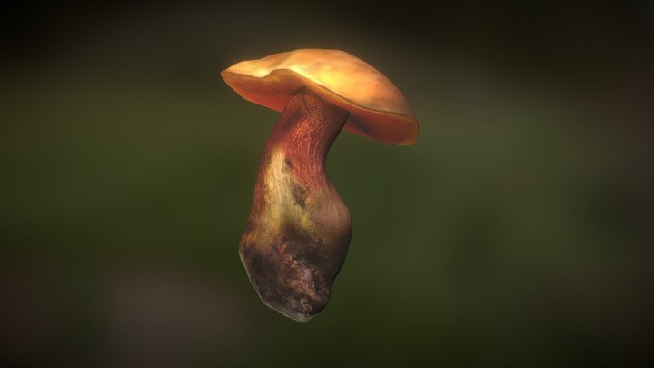 Boletus 3D Model