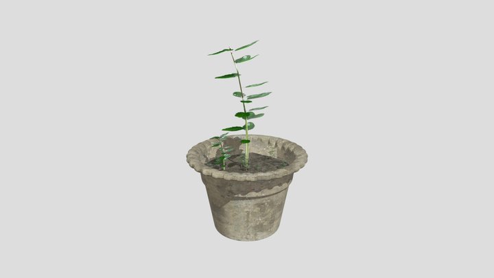 Tulsi Tree on a cement tub 3D Model