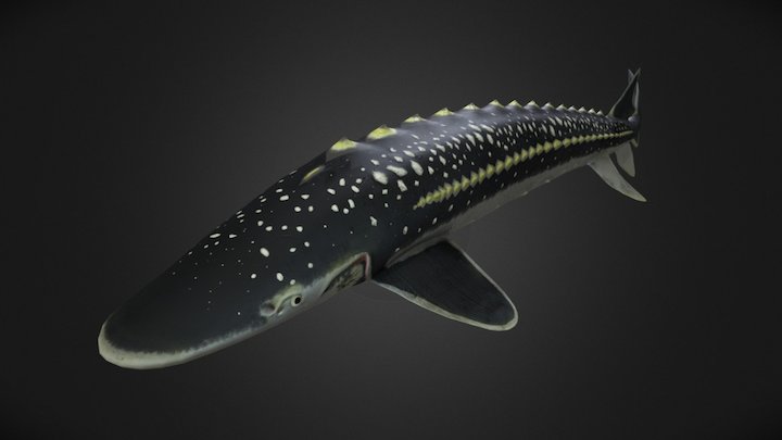 Diamond Sturgeon 3D Model