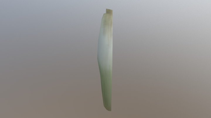 Leek (Sliced) 3D Model