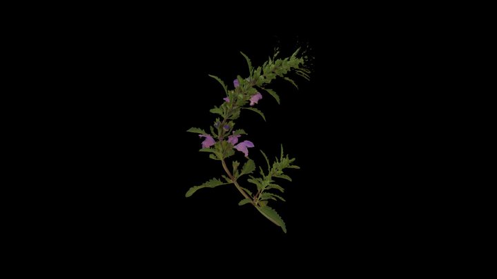 Unk2 3D Model