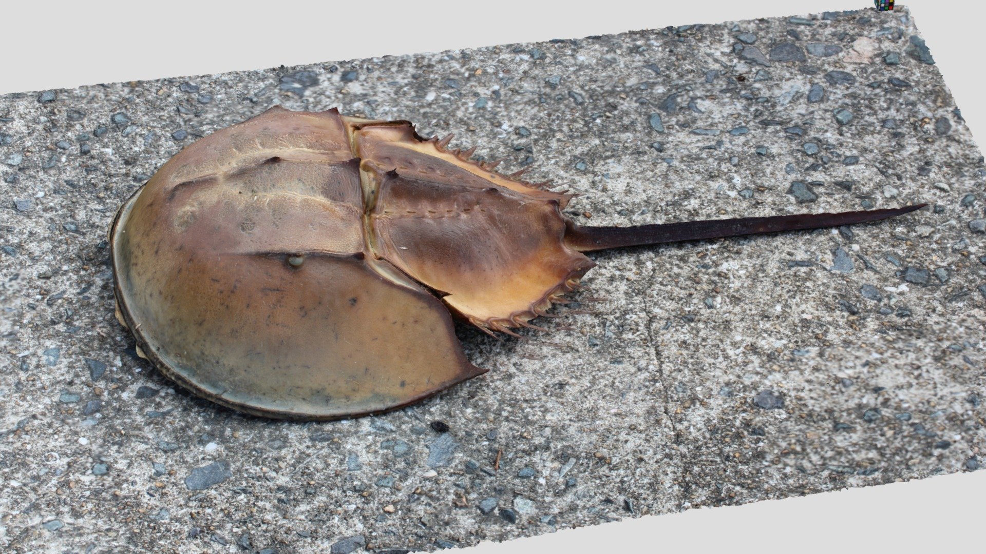 カブトガニ標本 Tachypleus tridentatus カブトガニ | 【標本ナビ】多様性生物希少標本ネットワーク