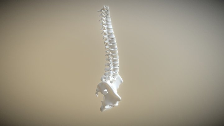 Spine 2 EOS 3D Model