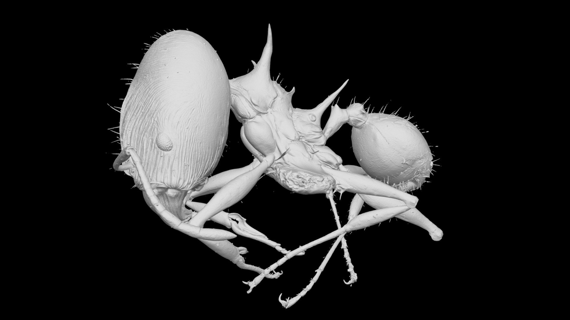Pheidole barumtaun Major Worker CASENT0709598