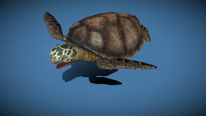Sealife - Turtle 3D Model