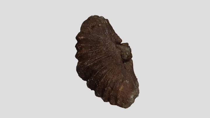 Fóssil de uma Australospirifer 3D Model