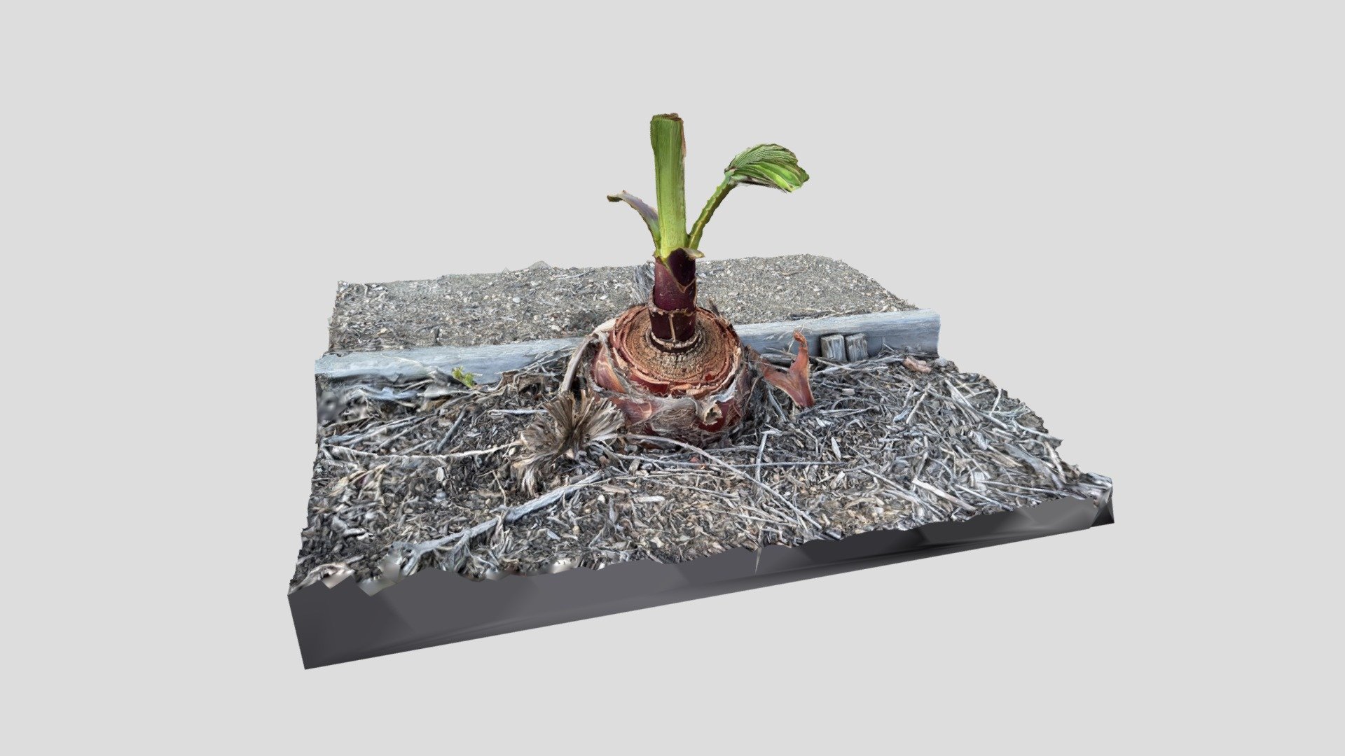 Regrowing Palm