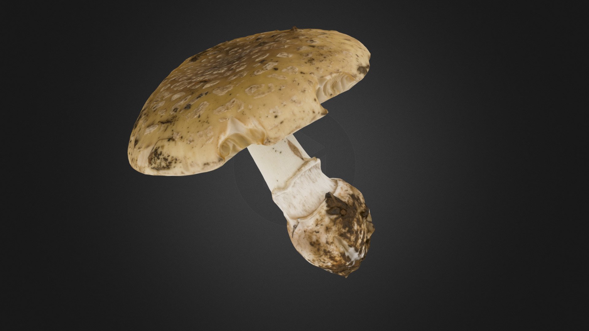 Amanita gemmata mushroom