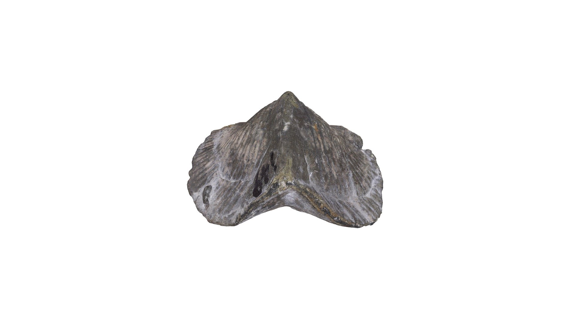 Brachiopod 04-01-2020