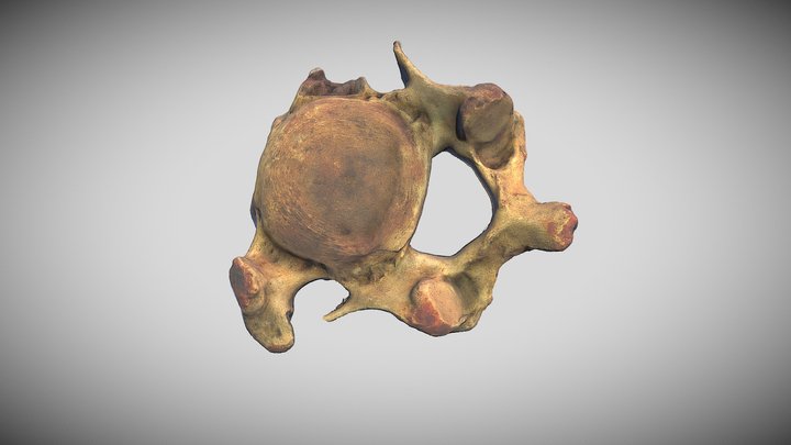 Woolly mammoth: cervical vertebra 3D Model