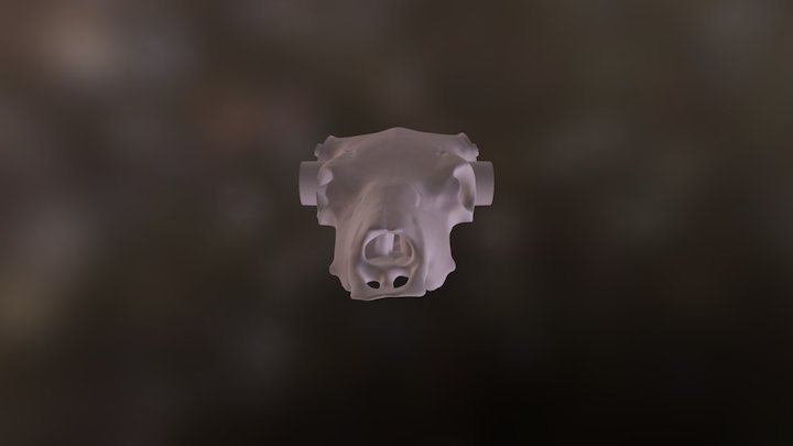 Brahma: Skull 3D Model