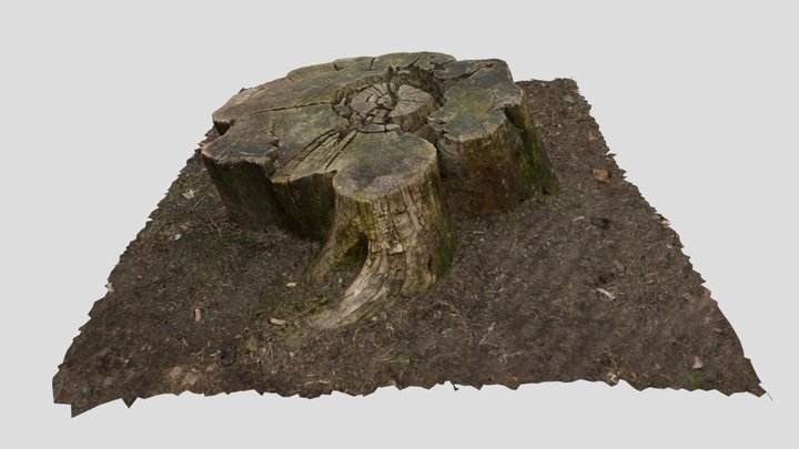 Tree stump 3D Model
