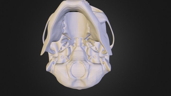Brian's Skull 3D Model
