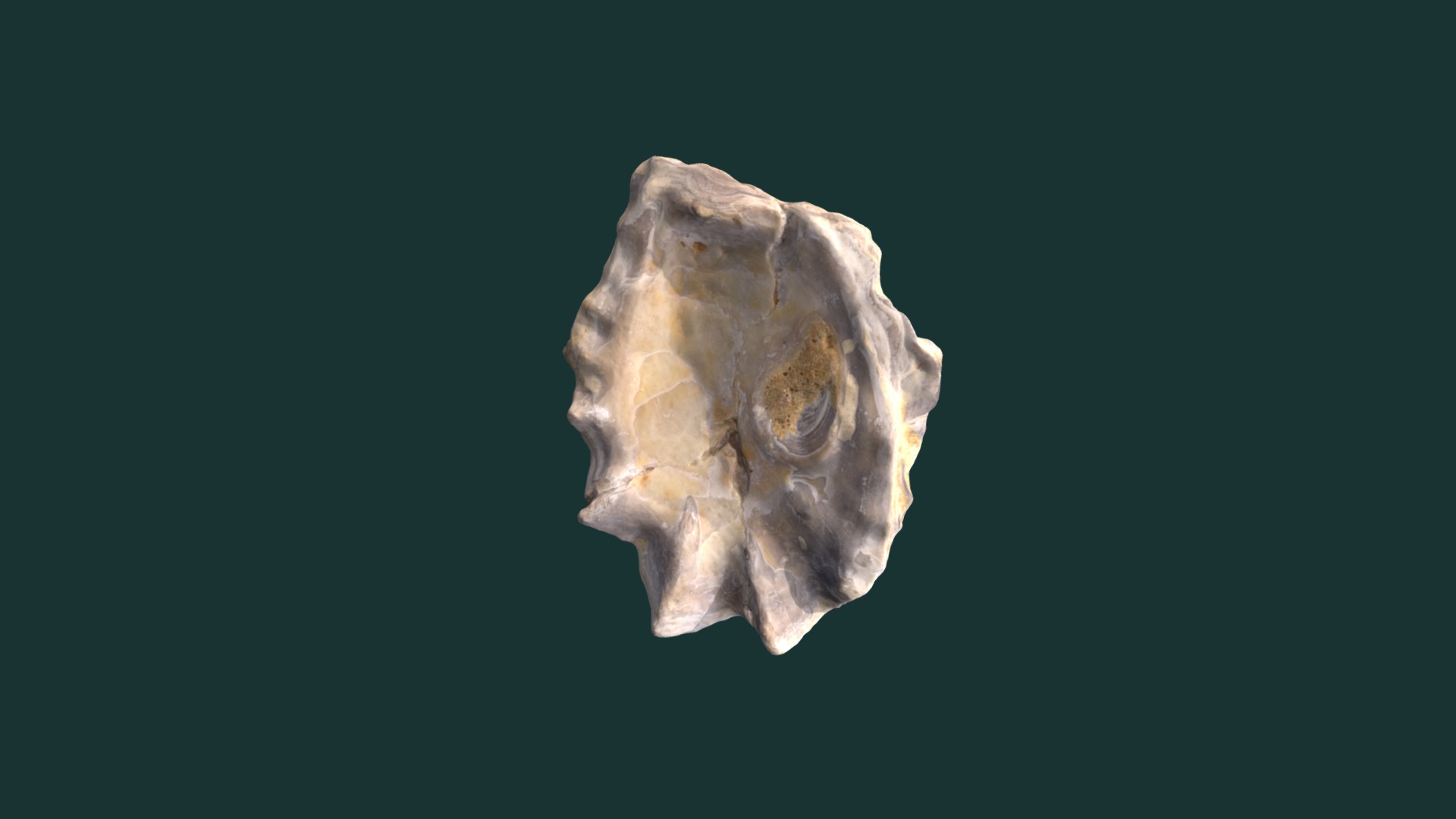 3D model Ostrea crenulimarginata - This is a 3D model of the Ostrea crenulimarginata. The 3D model is about a close-up of a seashell.
