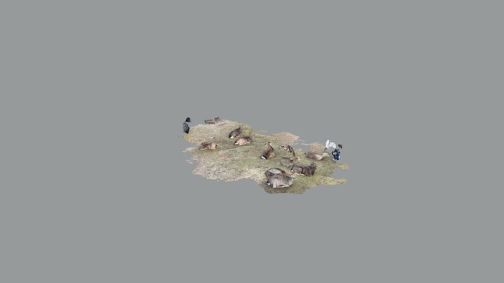 鹿＠奈良公園 3D Model