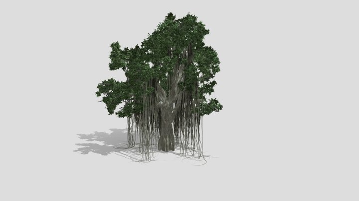Chinese Banyan (Ficus Microcarpa) 3D Model