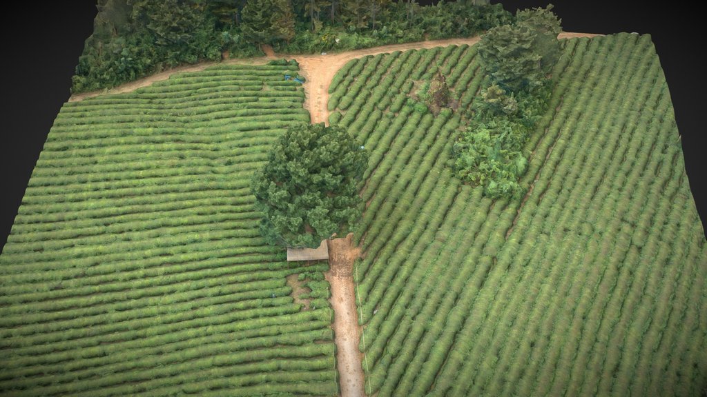 Tea garden