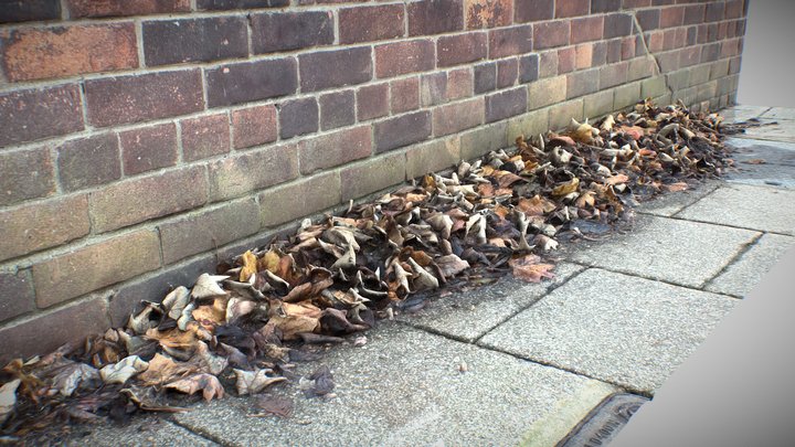 Fallen leaves scan 3D Model