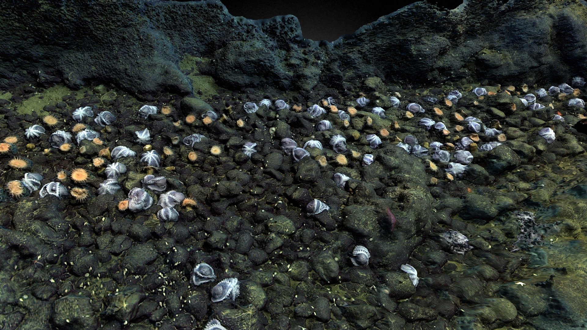 Doc Ricketts Dive# 1184 - Octopus Garden 2