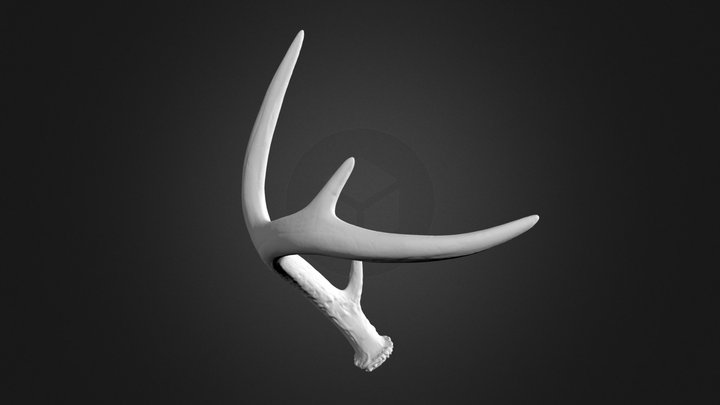 Antler 3D Scan – Modèle 3D gratuit STL