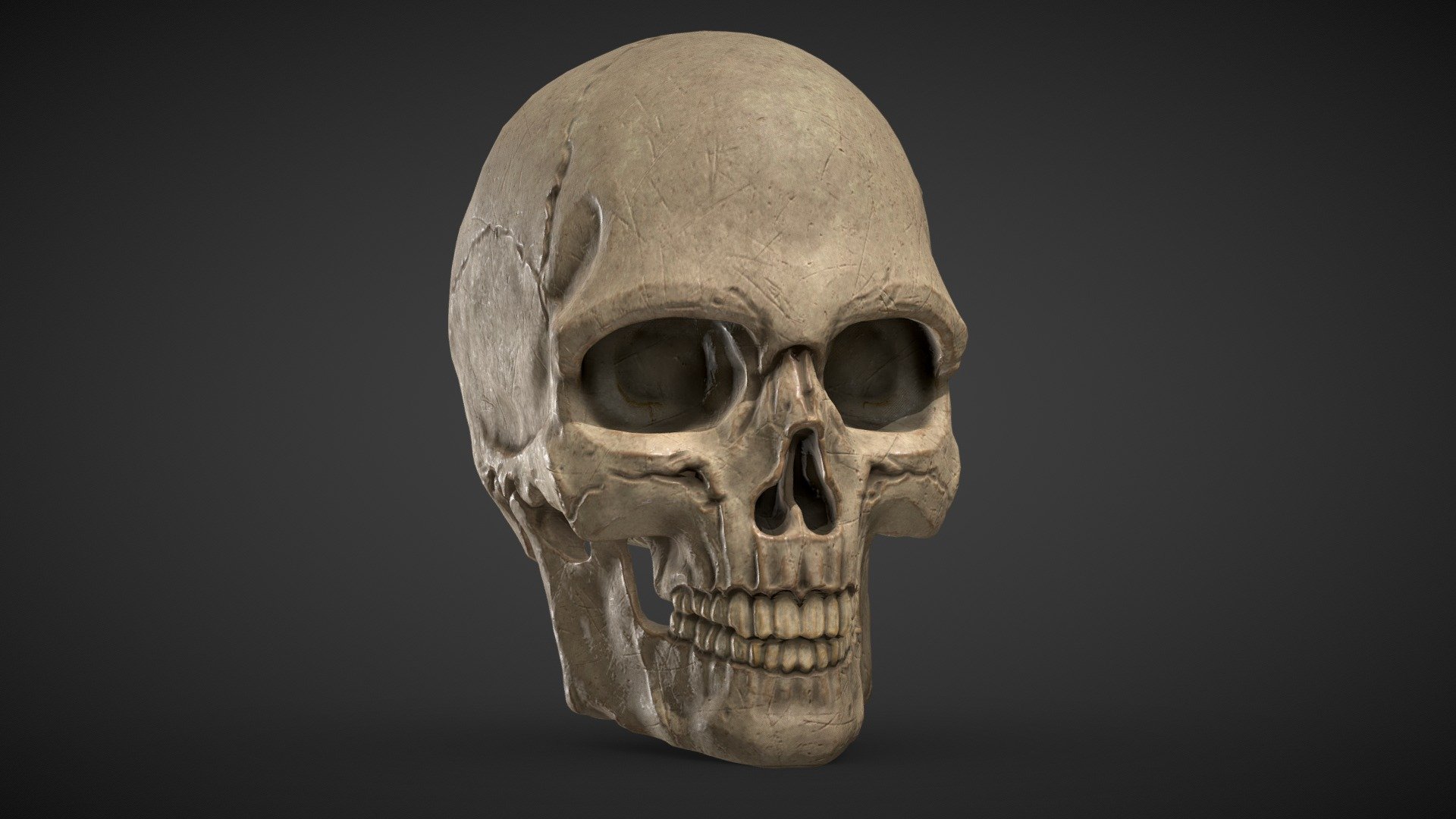 Realistic Human Skull study