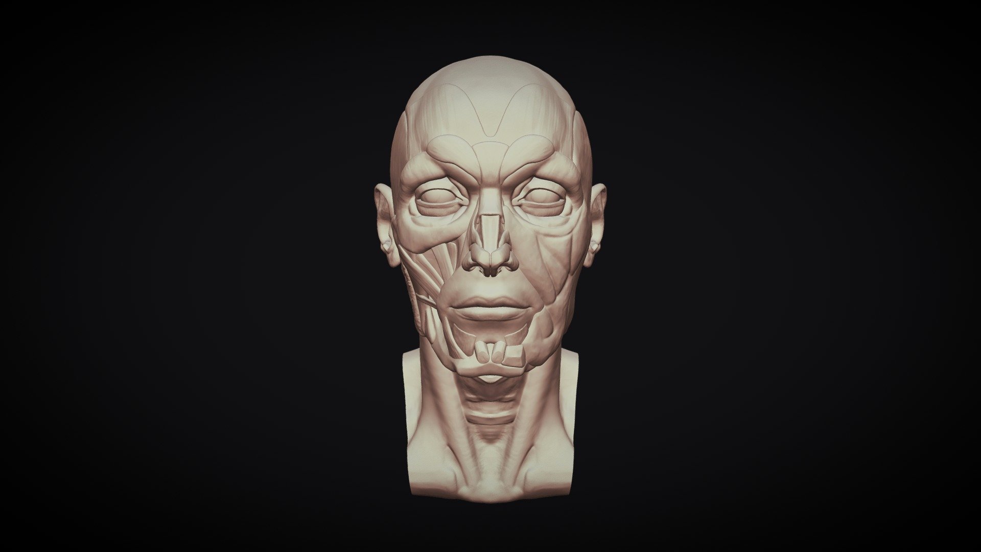 ecorche 3d model