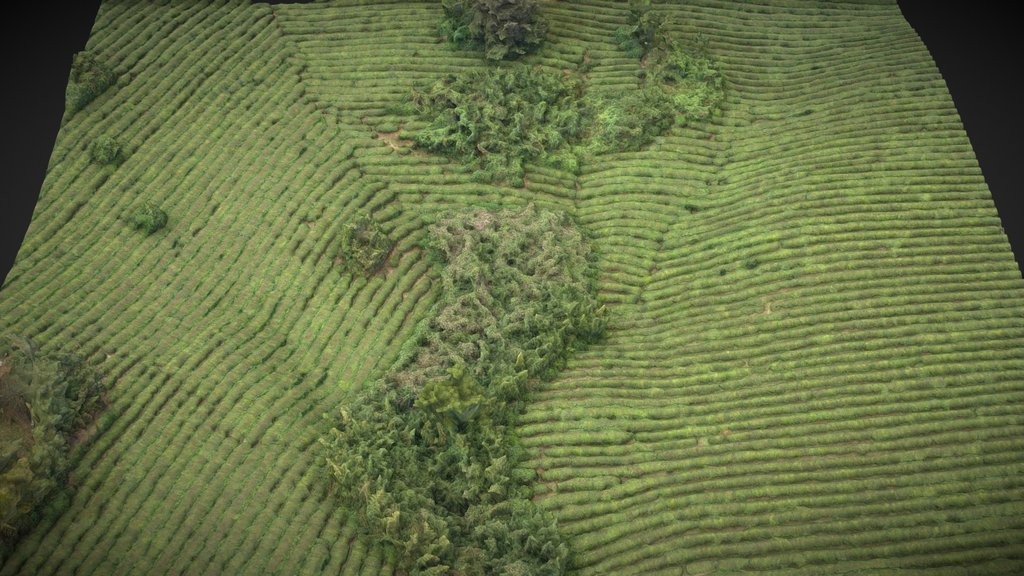 Tea garden