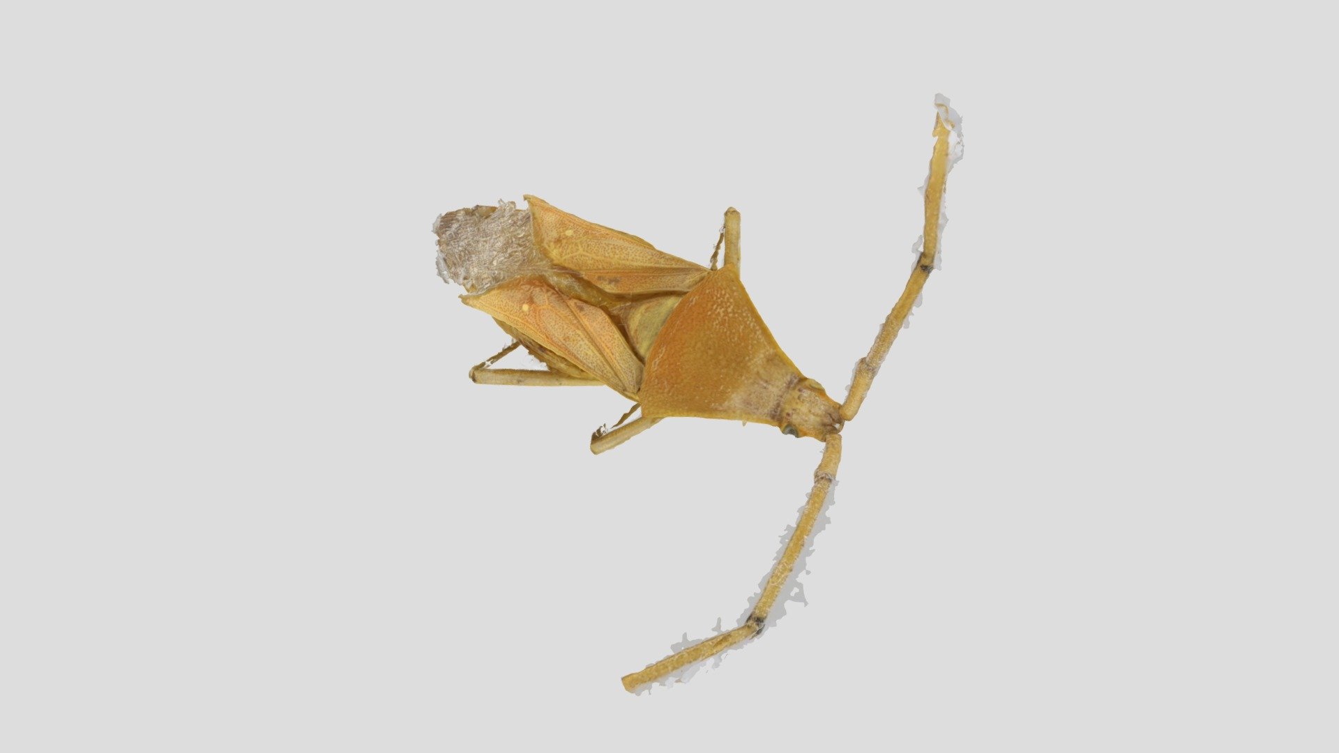 Amblypelta_nitida